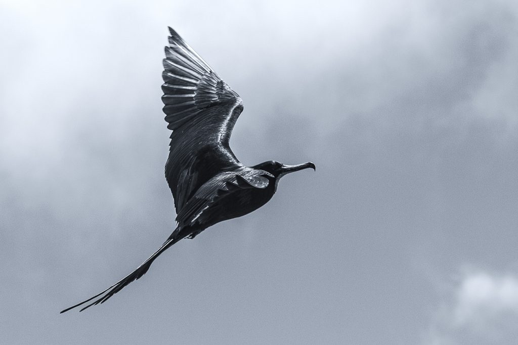 Frégate en vol en Équateur – Photo de Fabien Pixs